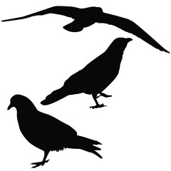 Obraz premium silhouettes of crows