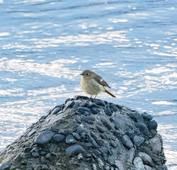 ジョウビタキ　メス