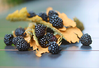 Glossy, summer blackberries still life with natural texture of tree bark