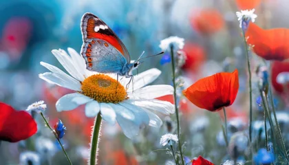 Fototapeten Macro shots, Beautiful nature scene. Closeup beautiful butterfly sitting on the flower in a summer garden. © blackdiamond67