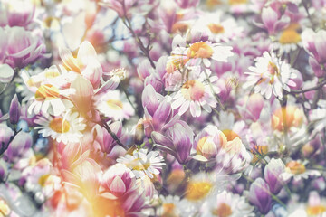 Flower, flower, beautiful flowers, magnolia and daisy flower, beautiful nature, double exposure - 754591681