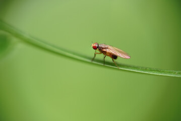 Drosophila melanogaster fly