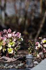 Low growing pale yellow and pink hellebore flowers growing in a winter garden on a sunny day
