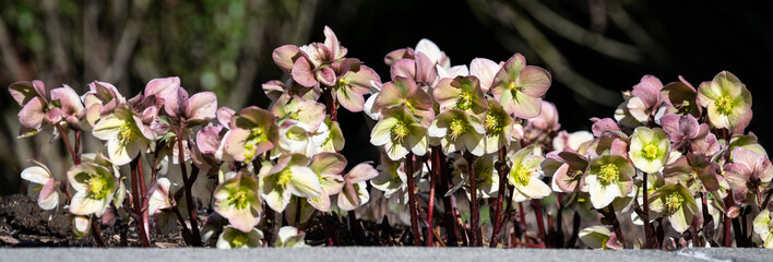 Low growing pale yellow and pink hellebore flowers growing in a winter garden on a sunny day

