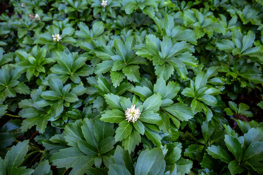 Japanese zen garden on a wet winter day, peaceful green foliage of Japanese Pachysandra, or Spurge, with white flower blooming in front
