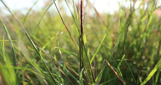 Foxtail grass in growth outdoor