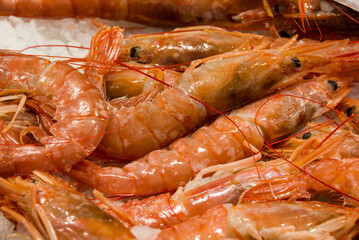 fish market with many different fresh fishes