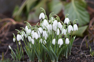 delicate snowdrops growing among white snow