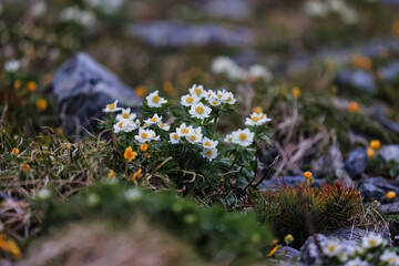 南アルプスの北岳の高山植物のハクサンイチゲ