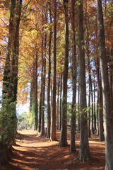 福岡県築上町のメタセの杜風景、