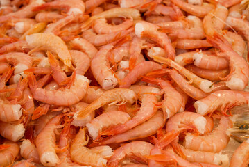 fish market with many different fresh fishes