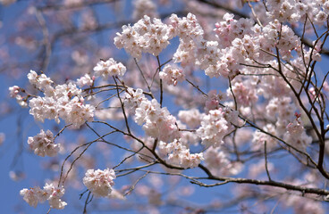 ソメイヨシノ×シナオウトウ