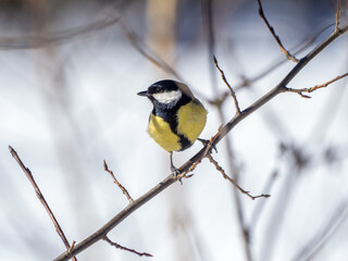 The great tit (Parus major) is a passerine bird in the tit family Paridae