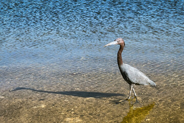heron wading in shallow water