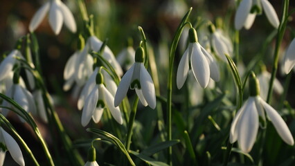 Snowdrops at a park in Szczecin Poland