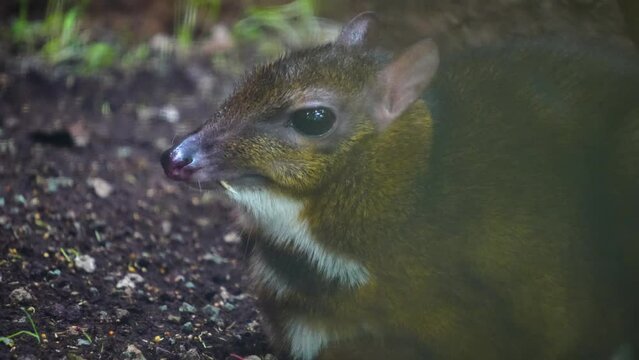 A javan mouse deer sitting down and  hiding below a bush.