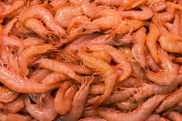 fish market with many different fresh fishes