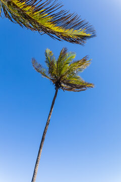 palm tree  alone against blue sky with coconuts 