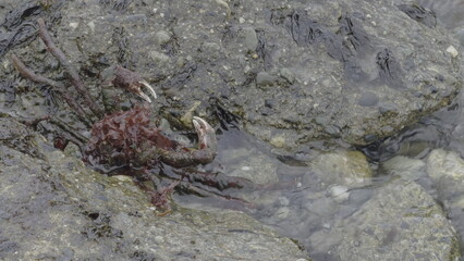 Camouflaged Magellanic King Crab Hiding Amongst Seaside Rocks