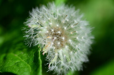 Fototapeta premium Flores fotografiadas en su ambiente natural con lente macro