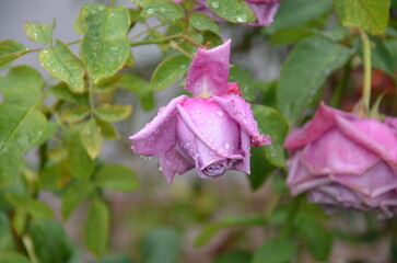 Rosas con gotas de lluvia encima, fotografiadas con lente macro en su ambiente natural