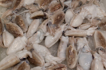 fish market with many different fresh fishes