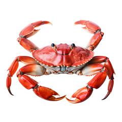Red crab looking front view, wild animal, isolated on transparent background