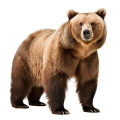 Portrait of a big brown bear full body standing, wildlife animal, isolated on transparent background