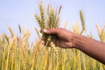 Farmer Hand holding wheat grain spike in the field