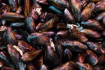 fish market with many different fresh fishes