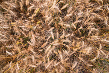 Top View of Ripe Wheat grain spike in the field