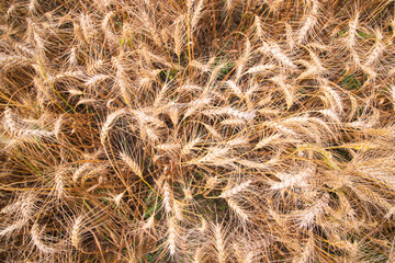 Top View of Ripe Wheat grain spike in the field