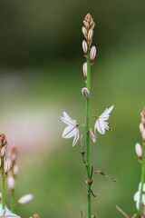Hollow-stemmed asphodel flower - Latin name - Asphodelus fistulosus