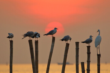 Seagulls standing on a wooden pole during the sunset.