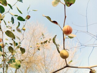 Jujube Fruit Stock Photo,
Close-up, Film - Moving Image, Agricultural Field, Agriculture, Autumn, Beauty In Nature, Berry Fruit, Fruit On Tree.