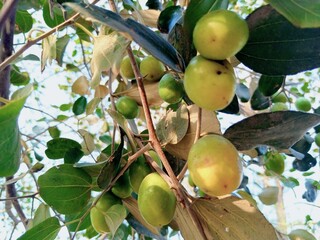 ripe and unripe jujube fruits with detailed textures on green leaves
