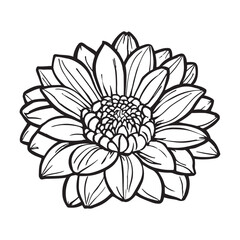 hand drawn illustration of dahlia flower