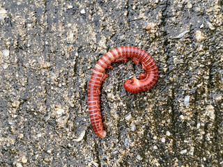 a closeup shot of a millipede