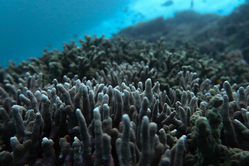 Coral Great Barrier Reef