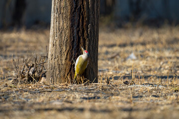 Green Woodpecker. 