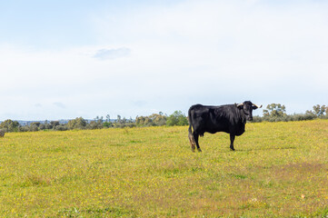 Bovine Portrait: Black Cow in Green Field under a Cloudy Sky, Gazing Intently.