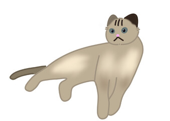 猫3