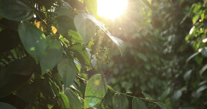 Black pepper fruits grow on tree in garden