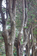 森林公園の林の木立の幹、羅列模様イメージフォト撮影