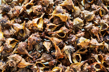 fish market with many different fresh fishes