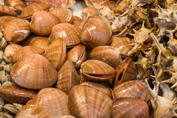fish market with many different fresh fishes
