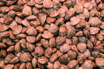 fish market with many different fresh fishes