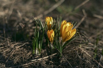 Saffron yellow, first spring flowers, delicate yellow flower, greeting card.