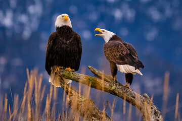 Bald Eagle Fishing Kachemak Bay near Homer Alaska