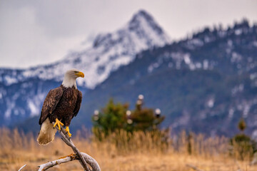 American Bald Eagle (Haliaeetus leucocephalus) catching fish near Homer Alaska